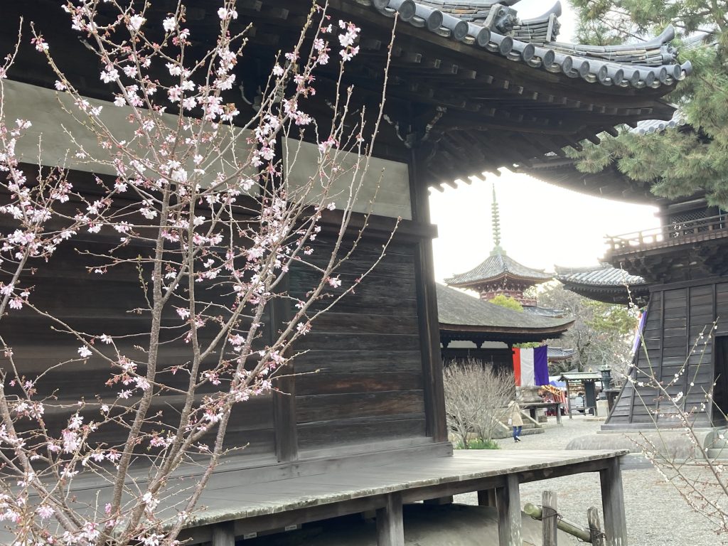 鶴林寺境内も、そろそろ桜が満開に